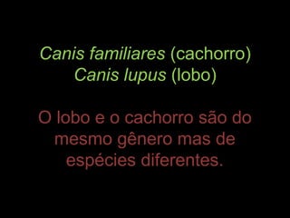 Canis familiares (cachorro)
    Canis lupus (lobo)

O lobo e o cachorro são do
  mesmo gênero mas de
    espécies diferentes.
 