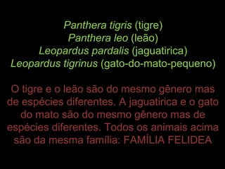 Panthera tigris (tigre)
            Panthera leo (leão)
     Leopardus pardalis (jaguatirica)
Leopardus tigrinus (gato-do-mato-pequeno)

 O tigre e o leão são do mesmo gênero mas
de espécies diferentes. A jaguatirica e o gato
   do mato são do mesmo gênero mas de
espécies diferentes. Todos os animais acima
 são da mesma família: FAMÍLIA FELIDEA
 