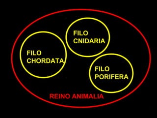 FILO
           CNIDARIA
FILO
CHORDATA
                FILO
                PORIFERA

    REINO ANIMALIA
 