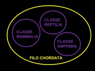 CLASSE
           REPTILIA
CLASSE
MAMMALIA
                CLASSE
                AMPHIBIA

    FILO CHORDATA
 