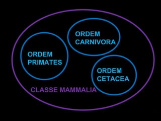 ORDEM
           CARNIVORA
ORDEM
PRIMATES
                  ORDEM
                  CETACEA
CLASSE MAMMALIA
 