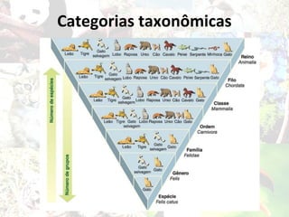 Categorias taxonômicas
 