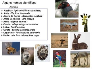 Alguns nomes científicos
 Abelha - Apis mellifera scutellata;
 Anta - Tapirus terrestris
 Ácaro da Sarna - Sarcoptes scabiei ;
 Arara vermelha - Ara macao
 Asno - Equus asinus
 Coelho - Oryctolagus cuniculus
 Leão - Panthera leo
 Girafa - Giraffa camelopardis
 Lagartixa - Phyllopezus pollicaris
 Urubu rei - Sarcorhamphus papa
Animais
 