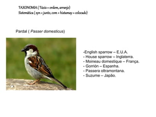 TAXONOMIA( Táxis= ordem,arranjo)
Sistemática( syn= junto,com+ histamay= colocado)
-English sparrow – E.U.A.
- House sparrow – Inglaterra.
- Moineau domestique – França.
- Gorrión – Espanha.
- Passera oltramontana.
- Suzume – Japão.
Pardal ( Passer domesticus)
 