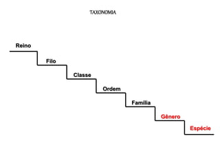TAXONOMIA
Reino
Filo
Classe
Ordem
Família
Gênero
Espécie
 