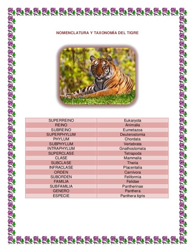 Taxonomia De Los Animales