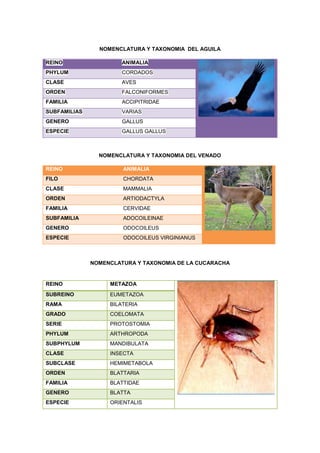 NOMENCLATURA Y TAXONOMIA DEL AGUILA
REINO ANIMALIA
PHYLUM CORDADOS
CLASE AVES
ORDEN FALCONIFORMES
FAMILIA ACCIPITRIDAE
SUBFAMILIAS VARIAS
GENERO GALLUS
ESPECIE GALLUS GALLUS
NOMENCLATURA Y TAXONOMIA DEL VENADO
REINO ANIMALIA
FILO CHORDATA
CLASE MAMMALIA
ORDEN ARTIODACTYLA
FAMILIA CERVIDAE
SUBFAMILIA ADOCOILEINAE
GENERO ODOCOILEUS
ESPECIE ODOCOILEUS VIRGINIANUS
NOMENCLATURA Y TAXONOMIA DE LA CUCARACHA
REINO METAZOA
SUBREINO EUMETAZOA
RAMA BILATERIA
GRADO COELOMATA
SERIE PROTOSTOMIA
PHYLUM ARTHROPODA
SUBPHYLUM MANDIBULATA
CLASE INSECTA
SUBCLASE HEMIMETABOLA
ORDEN BLATTARIA
FAMILIA BLATTIDAE
GENERO BLATTA
ESPECIE ORIENTALIS
 