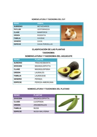 NOMENCLATURA Y TAXONOMIA DEL CUY
REINO ANIMAL
SUBREINO METAZOARIOS
PHYLUM VERTEBRADOA
CLASE MAMIFEROS
ORDEN RODENTIA
FAMILIA CAVIDAE
GENERO CAVIA
ESPECIE CAVIA PORCELLUS
CLASIFICACIÓN DE LAS PLANTAS
TAXONOMIA
NOMENCLATURA Y TAXONOMIA DEL AGUACATE
REINO PLANTAE
SUREINO TRACHEOBIONTA
DIVICION MAGNOLIOPHYTA
CLASE MAGNOLIOPSIDA
ORDEN LAURALES
FAMILIA LAURACEAE
GENERO PERSEA
ESPECIE PERCEA AMERICANA
NOMENCLATURA Y TAXONOMIA DEL PLATANO
REINO PLANTAE
DIVICION MAGNOLIOPHYTA
CLASE LILIOPSIDA
ORDEN ZINGIBERALES
FAMILIA MUSA
ESPECIE MUSA MALVISINA
 