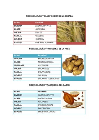 NOMENCLATURA Y CLASIFICACION DE LA CEBADA
REINO PLANTAE
DIVICION MAGNOLIOPHYTA
CLASE LILIOPSIDA
ORDEN POALES
FAMILIA POACEAE
GENERO HORDEUM
ESPECIE HORDEUM VULGARE
NOMENCLATURA YTAXONOMIA DE LA PAPA
REINO PLANTAE
DIVICION MAGNOLIOPHYTA
CLASE MAGNOLIOPSIDA
SUBCLASE ASTERIDAE
ORDEN SOLANALES
FAMILIA SOLANACEAE
GENERO SOLANUM
ESPECIE SOLANUM TUBEROSUM
NOMENCLATURA Y TAXONOMIA DEL CACAO
REINO PLANTAE
DIVICION MAGNOLIOPHYTA
CLASE MAGNOLIPSIDA
ORDEN MALVALES
FAMILIA STERCULIACEAE
GENERO THEOBROMA
ESPECIE THEBROMA CACAO
 