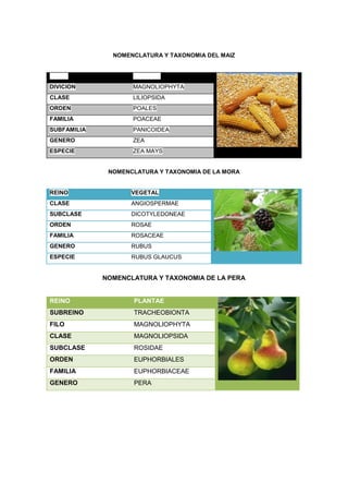 NOMENCLATURA Y TAXONOMIA DEL MAIZ
REINO PLANTAE
DIVICION MAGNOLIOPHYTA
CLASE LILIOPSIDA
ORDEN POALES
FAMILIA POACEAE
SUBFAMILIA PANICOIDEA
GENERO ZEA
ESPECIE ZEA MAYS
NOMENCLATURA Y TAXONOMIA DE LA MORA
REINO VEGETAL
CLASE ANGIOSPERMAE
SUBCLASE DICOTYLEDONEAE
ORDEN ROSAE
FAMILIA ROSACEAE
GENERO RUBUS
ESPECIE RUBUS GLAUCUS
NOMENCLATURA Y TAXONOMIA DE LA PERA
REINO PLANTAE
SUBREINO TRACHEOBIONTA
FILO MAGNOLIOPHYTA
CLASE MAGNOLIOPSIDA
SUBCLASE ROSIDAE
ORDEN EUPHORBIALES
FAMILIA EUPHORBIACEAE
GENERO PERA
 