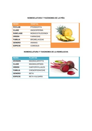 NOMENCLATURA Y TAXONOMIA DE LA PIÑA
REINO VEGETAL
PHYLUM PTERIDOFITA
CLASE ANGIOSPERMA
SUBCLASE MONOCOTILEDONEA
ORDEN FARINOSAE
FAMILIA BROMELIACEAE
GENERO ANANAS
ESPECIE COMOSUS
NOMENCLATURA Y TAXONOMIA DE LA REMOLACHA
REINO PLANTAE
DIVISION MAGNOLIAPHYTA
CLASE MAGNOLIOPSIDA
ORDEN CARYOPHYLLALES
FAMILIA CHENOPODIACEAE
GENERO BETA
ESPECIE BETA VULGARIS
 
