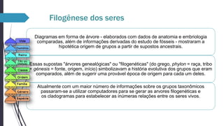 Filogênese dos seres
Diagramas em forma de árvore - elaborados com dados de anatomia e embriologia
comparadas, além de informações derivadas do estudo de fósseis - mostraram a
hipotética origem de grupos a partir de supostos ancestrais.

Essas supostas "árvores genealógicas" ou "filogenéticas" (do grego, phylon = raça, tribo
+ génesis = fonte, origem, início) simbolizavam a história evolutiva dos grupos que eram
comparados, além de sugerir uma provável época de origem para cada um deles.
Atualmente com um maior número de informações sobre os grupos taxonômicos
passaram-se a utilizar computadores para se gerar as arvores filogenéticas e
os cladogramas para estabelecer as inúmeras relações entre os seres vivos.

 