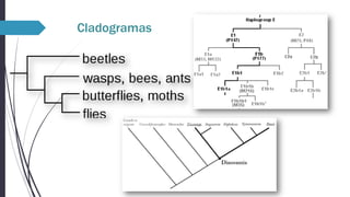 Cladogramas

 