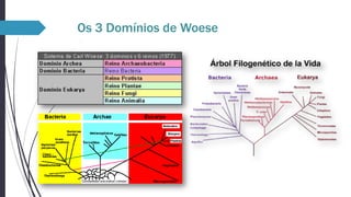 Os 3 Domínios de Woese

 