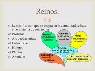 
 La clasificación que se acepta en la actualidad se basa
en el sistema de seis reinos:
 Protistas.
 Arqueobacterias.
 Eubacterias.
 Hongos
 Plantas.
 Animales
Reinos.
 