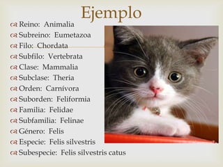 
 Reino: Animalia
 Subreino: Eumetazoa
 Filo: Chordata
 Subfilo: Vertebrata
 Clase: Mammalia
 Subclase: Theria
 Orden: Carnívora
 Suborden: Feliformia
 Familia: Felidae
 Subfamilia: Felinae
 Género: Felis
 Especie: Felis silvestris
 Subespecie: Felis silvestris catus
Ejemplo
 