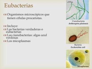 Eubacterias
 Organismos microscópicos que
tienen células procariotas.
 Incluye:
 Las bacterias verdaderas o
eubacterias
 Las cianobacterias: algas azul
verdosas
 Los micoplasmas
Cianobacteria
Arthrospira platensis
Bacteria
Escherichia coli
Micoplasma
 