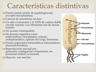 Características distintivas
Poseen pared celular de peptidoglucano
(excepto micoplasmas).
Carecen de membrana nuclear
Un solo cromosoma y el ADN de cadena doble
circular cerrado. Los ribosomas son de menor
tamaño
No poseen citoesqueleto.
No poseen organelos como
mitocondrias, cloroplastos, retículo
endoplasmático, aparato de Golgi, lisosomas.
Poseen pigmentos fotosintéticos intracelulares
(bacterioclorofilas)
Reproducción asexual por
gemación, conjugación o bipartición, no
presentan mitosis ni meiosis.
Mayoría son móviles
 