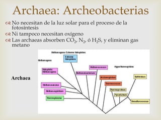 Archaea: Archeobacterias
 No necesitan de la luz solar para el proceso de la
fotosíntesis
 Ni tampoco necesitan oxígeno
 Las archaeas absorben CO2, N2, ó H2S, y eliminan gas
metano
Archaea
 