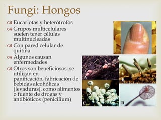 Fungi: Hongos
 Eucariotas y heterótrofos
 Grupos multicelulares
suelen tener células
multinucleadas
 Con pared celular de
quitina
 Algunos causan
enfermedades
 Otros son beneficiosos: se
utilizan en
panificación, fabricación de
bebidas alcohólicas
(levaduras), como alimentos
o fuente de drogas y
antibióticos (penicilium)
 