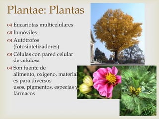 Plantae: Plantas
 Eucariotas multicelulares
 Inmóviles
 Autótrofos
(fotosintetizadores)
 Células con pared celular
de celulosa
 Son fuente de
alimento, oxígeno, material
es para diversos
usos, pigmentos, especias y
fármacos
 