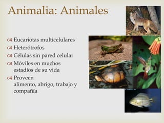 Animalia: Animales
 Eucariotas multicelulares
 Heterótrofos
 Células sin pared celular
 Móviles en muchos
estadíos de su vida
 Proveen
alimento, abrigo, trabajo y
compañía
 