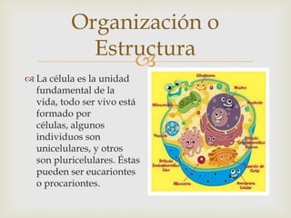 
Organización o
Estructura
 La célula es la unidad
fundamental de la
vida, todo ser vivo está
formado por
células, algunos
individuos son
unicelulares, y otros
son pluricelulares. Éstas
pueden ser eucariontes
o procariontes.
 