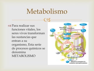 
Metabolismo
 Para realizar sus
funciones vitales, los
seres vivos transforman
las sustancias que
entran a su
organismo, Esta serie
de procesos químicos se
denomina
METABOLISMO
 