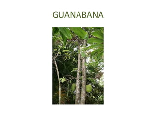GUANABANA
 