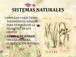 SISTEMAS NATURALES
0EMPLEAN CARACTERES
TAXONÓMICOS BÁSICOS
PARA ESTABLECER LA
FILOGENIA DE LOS
GRUPOS
0ANTONIE DE JUSSIEU
CREA LA PRIMERA
CLASIFICACION NATURAL
 