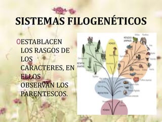 SISTEMAS FILOGENÉTICOS
0ESTABLACEN
LOS RASGOS DE
LOS
CARACTERES, EN
ELLOS
OBSERVAN LOS
PARENTESCOS.
 