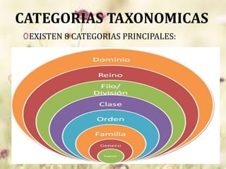 CATEGORIAS TAXONOMICAS
0EXISTEN 8 CATEGORIAS PRINCIPALES:
 