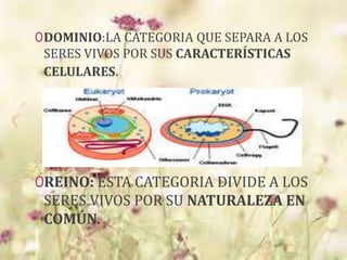 0DOMINIO:LA CATEGORIA QUE SEPARA A LOS
SERES VIVOS POR SUS CARACTERÍSTICAS
CELULARES.
0REINO: ESTA CATEGORIA DIVIDE A LOS
SERES VIVOS POR SU NATURALEZA EN
COMÚN.
 
