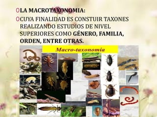 0LA MACROTAXONOMIA:
0CUYA FINALIDAD ES CONSTUIR TAXONES
REALIZANDO ESTUDIOS DE NIVEL
SUPERIORES COMO GÉNERO, FAMILIA,
ORDEN, ENTRE OTRAS.
 