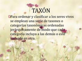 TAXÓN
0Para ordenar y clasificar a los seres vivos
se emplean una serie de taxones o
categorías taxonómicas ordenadas
jerárquicamente de modo que cada
categoría incluya a las demás o esté
incluida en otra.
 
