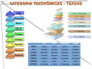 CATEGORIA TAXONÔMICAS - TÁXONSCATEGORIA TAXONÔMICAS - TÁXONS
CÃO GATO CHIMPANZÉ HOMEM
REINO Animal Animal Animal Animal
FILO Cordado Cordado Cordado Cordado
CLASSE Mamífero Mamífero Mamífero Mamífero
ORDEM Canivora Canivora Primata Primata
FAMÍLIA Canidae Felidae Hominidae Hominidae
GÊNERO Canis Felis Pan Homo
ESPÉCIE C. familiaris F. catus P. troglodytes H. sapiens
 