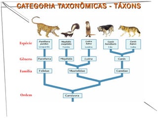 Espécie
Gênero
Família
Ordem
CATEGORIA TAXONÔMICAS - TÁXONSCATEGORIA TAXONÔMICAS - TÁXONS
 