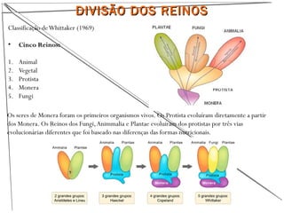 DIVISÃO DOS REINOSDIVISÃO DOS REINOS
Classificação deWhittaker (1969)
• Cinco Reinos:
1. Animal
2. Vegetal
3. Protista
4. Monera
5. Fungi
Os seres de Monera foram os primeiros organismos vivos. Os Protista evoluíram diretamente a partir
dos Monera. Os Reinos dos Fungi,Animmalia e Plantae evoluíram dos protistas por três vias
evolucionárias diferentes que foi baseado nas diferenças das formas nutricionais.
 