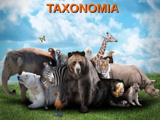 TAXONOMIATAXONOMIA
 