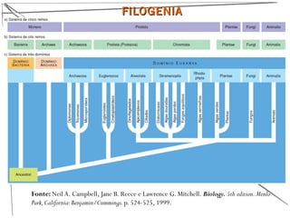 FILOGENIAFILOGENIA
20
Fonte: Neil A. Campbell, Jane B. Reece e Lawrence G. Mitchell. Biology. 5th edition.Menlo
Park,California:Benjamin/Cummings.p. 524-525, 1999.
 