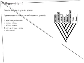 Exercício 1
Examine a árvore filogenética adiante:
Esperamos encontrar maior semelhança entre genes de:
a) bactéria e protozoário.
b) peixe e baleia.
c) baleia e pássaro.
d) estrela-do-mar e ostra.
e) ostra e coral.
 