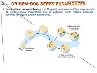  Pela hipótese endossimbiótica (Lyn Margulis), a célula eucariótica surge a partir
de várias células procarióticas que se associam numa relação simbiótica,
sofrendo alterações durante essa relação.
ORIGEM DOS SERES EUCARIONTESORIGEM DOS SERES EUCARIONTES
 