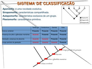 SISTEMA DE CLASSIFICAÇÃOSISTEMA DE CLASSIFICAÇÃO
Apomorfia: é uma novidade evolutiva.
Sinapomorfia: características compartilhada.
Autapomorfia: característica exclusiva de um grupo.
Plesiomorfia: característica primitiva.
Tartaruga Ornitorrinco Gambá Gato
Coluna vertebral Presente Presente Presente Presente
Presença de pêlo e glândulas mamárias Ausente Presente Presente Presente
Gestação: presença de placenta Ausente Ausente Presente Presente
Longo período de gestação Ausente Ausente Ausente Presente
Coluna vertebral
Pelos e glândulas mamárias
Placenta
Longo período de gestação
 