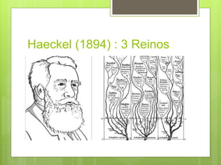 Haeckel (1894) : 3 Reinos