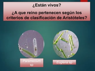 Paramecium
sp
Euglena sp
¿Están vivos?
¿A que reino pertenecen según los
criterios de clasificación de Aristóteles?
 