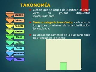  Ciencia que se ocupa de clasificar los seres
vivos en grupos dispuestos
jerárquicamente.
 Taxón o categoría taxonómica: cada uno de
los grupos o niveles de una clasificación
jerarquizada.
 La unidad fundamental de la que parte toda
clasificación es la especie
15
TAXONOMÍA
 