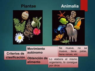 Plantae Animalia
Movimiento
autónomo
Obtención de
alimento
Criterios de
clasificación
Se mueve, no se
mueve, tiene patas,
tiene raíces, etc.
Lo elabora el mismo
organismo, lo consigue
por otros
 