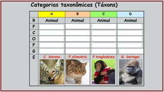 A B C D
R Animal Animal Animal Animal
F Cordado Cordado Cordado Cordado
C Mamífero Mamífero Mamífero Mamífero
O Carnívoro Carnívoro Primata Primata
F Canidae Felidae Hominidae Hominidae
G Canis Felis Pan Gorilla
E C. latrans F.silvestris P.troglodytes G. beringei
Categorias taxonômicas (Táxons)
 