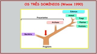 OS TRÊS DOMÍNIOS (Woese 1990)
Bactéria
Archaea
Eukarya
Animal
Fungi
Plantae
Protista
Progenoto
Procariontes
 