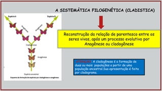 A SISTEMÁTICA FILOGENÉTICA (CLADISTICA)
Reconstrução da relação de parentesco entre os
seres vivos, após um processo evolutivo por
Anagênese ou cladogênese
ATENÇÃO: A cladogênese é a formação de
duas ou mais populações a partir de uma
população ancestral.Sua epresentação é feita
por cladograma.
 